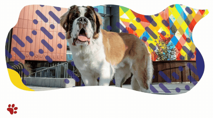 Saint Bernard standing in front of a building on the DYU campus.